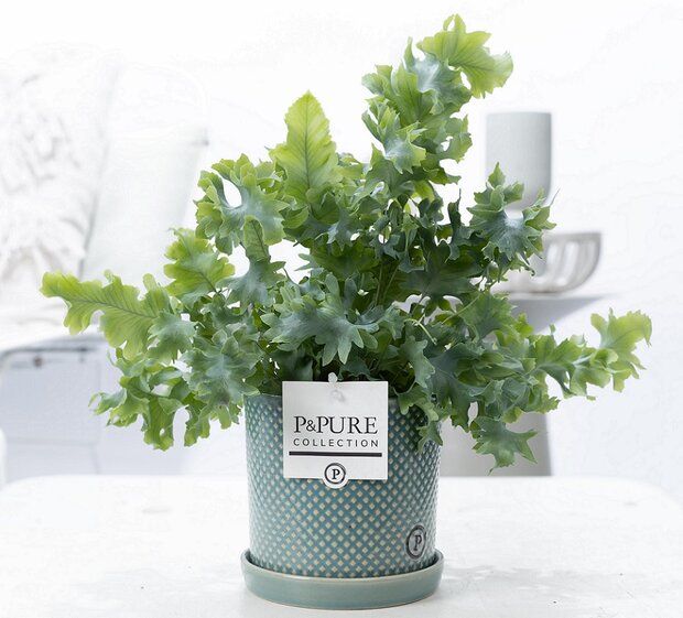 Plant cadeau Blauwvaren incl. groene unieke pot
