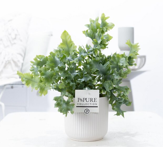 Plant cadeau Blauwvaren incl.  witte mooie pot