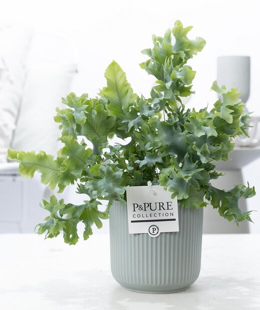 Plant cadeau Blauwvaren incl. groene mooie pot