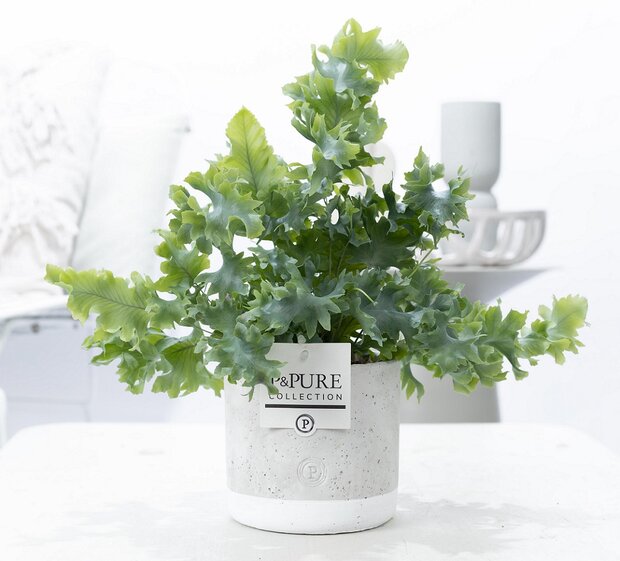 Plant cadeau Blauwvaren incl. grijze betonnen pot