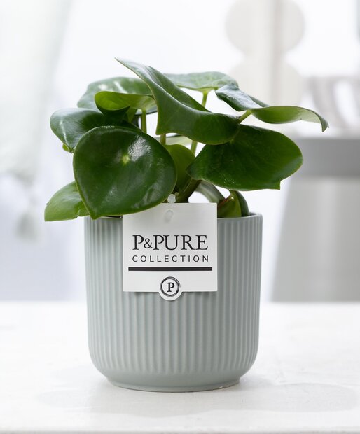 Plant cadeau Pannenkoekplant incl. groene mooie pot