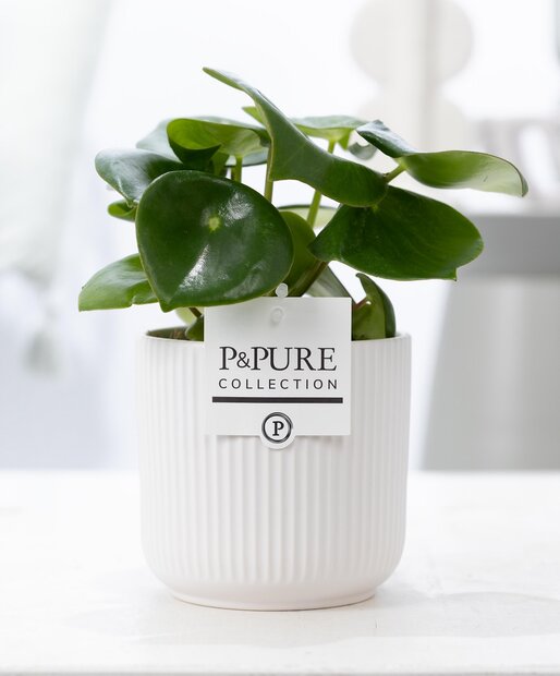 Plant cadeau Pannenkoekplant incl.  witte mooie pot