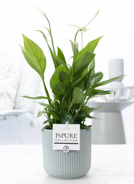 Plant cadeau Lepelplant incl. groene mooie pot