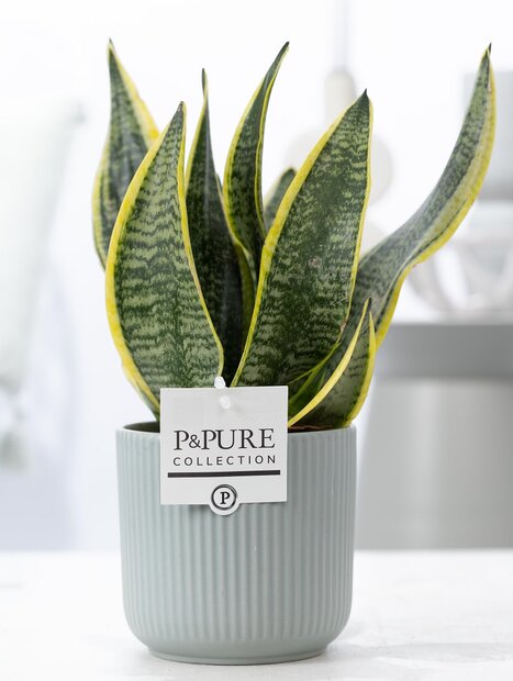 Plant cadeau Sanseveiria incl. groene mooie pot