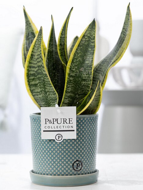Plant cadeau Sanseveiria met groene unieke pot