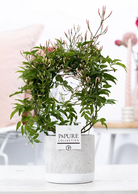 Plant cadeau Jasmijn incl. grijze betonnen pot