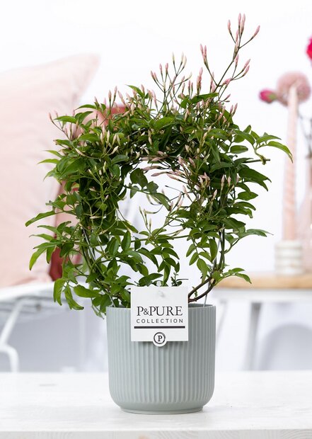 Plant cadeau Jasmijn incl. groene mooie pot