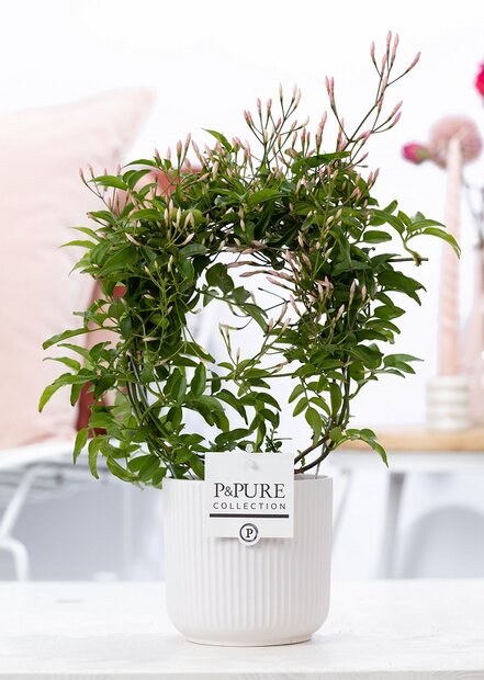 Plant cadeau Jasmijn incl. witte mooie pot