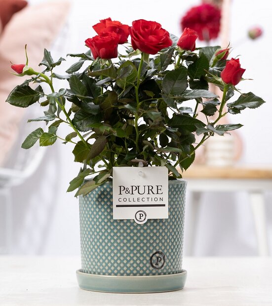 Plant cadeau Rode Roos incl. groene unieke pot