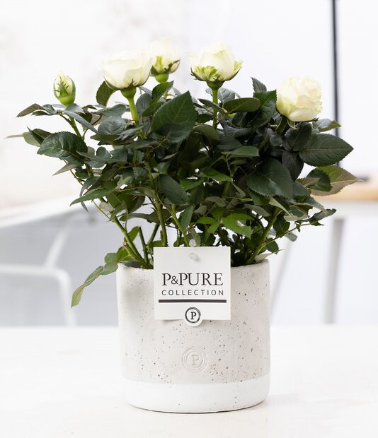 Plant cadeau Witte Roos incl. grijze betonnen pot