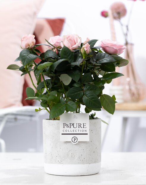 Plant cadeau Roze Roos incl. grijze betonnen pot