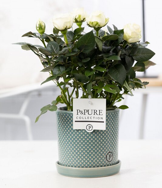 Plant cadeau Witte Roos incl. groene unieke pot