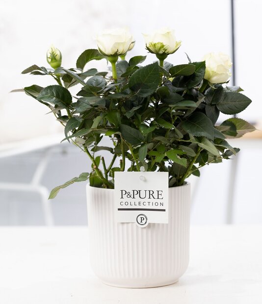 Plant cadeau Witte Roos incl. witte mooie pot