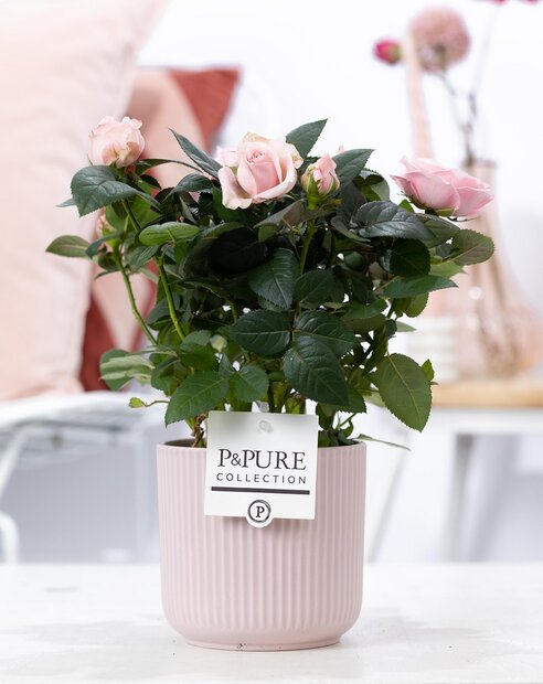 Plant cadeau Roze Roos incl.  roze mooie pot