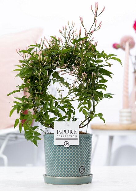 Plant cadeau Jasmijn incl. grijze betonnen pot