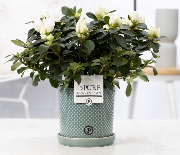 Plant cadeau witte Azalea in groene unieke pot