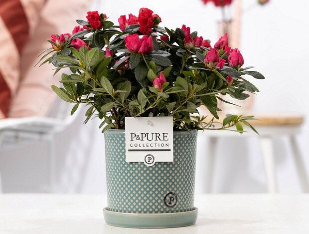 Plant cadeau rode Azalea in groene unieke pot