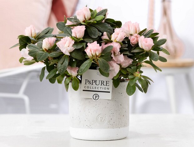 Roze Azalea in grijze betonnen pot cadeau