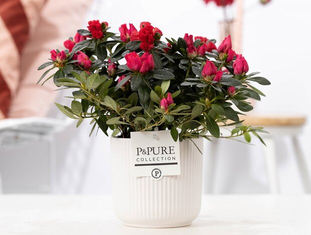 Plant cadeau rode Azalea in mooie witte pot