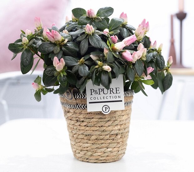 Plant cadeau roze Azalea met naturelle mand