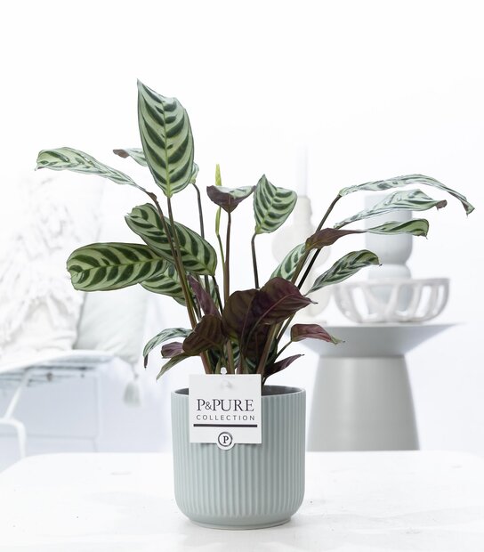 Plant cadeau Ctenanthe Burle Marxii incl. groene mooie pot