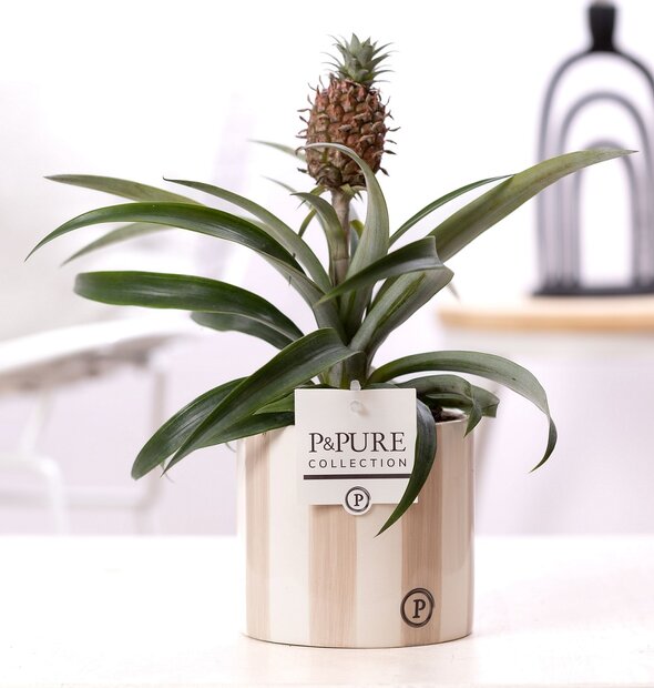 Plant cadeau Ananasplant incl. grijze originele pot