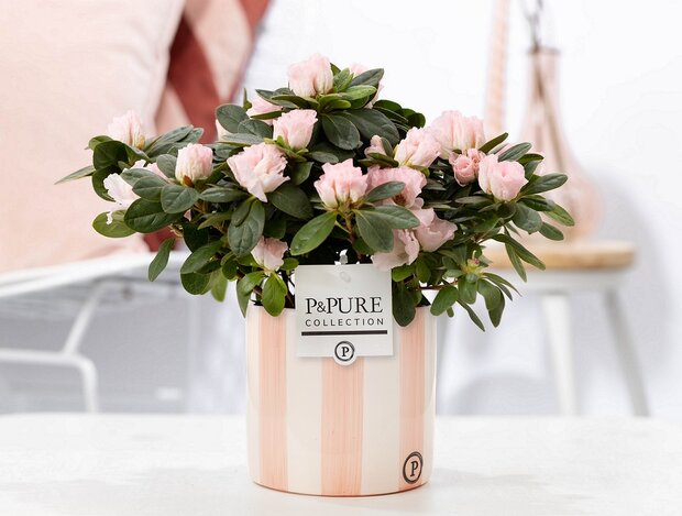 Plant cadeau roze Azalea in roze originele pot