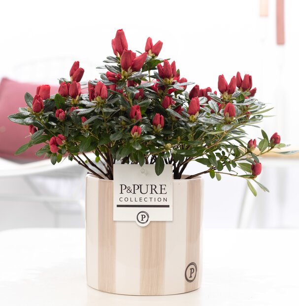 Plant cadeau rode Azalea in grijze originele pot