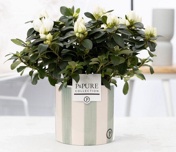 Plant cadeau witte Azalea in groene originele pot