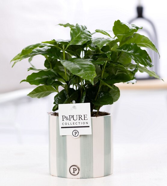 Plant cadeau Koffieplantje incl. grijze betonnen pot