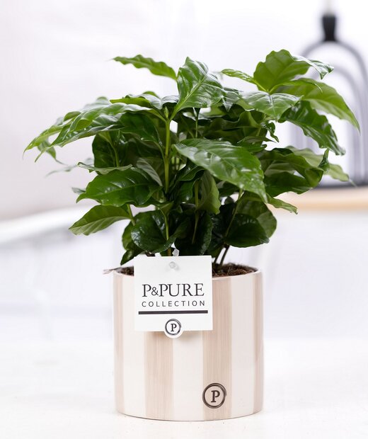 Plant cadeau Koffieplantje incl. groene originele pot
