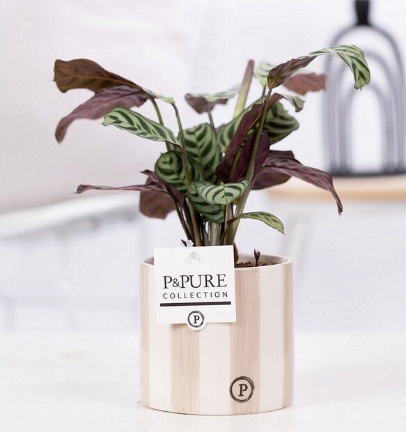 Plant cadeau Ctenanthe Burle Marxii incl.  grijze originele pot