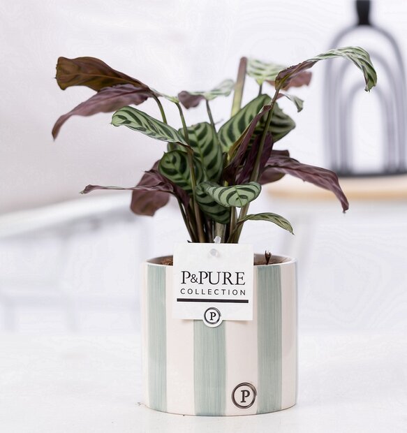 Plant cadeau Ctenanthe Burle Marxii incl. groene originele pot