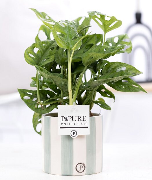 Plant cadeau Gatenplant incl. groene originele pot