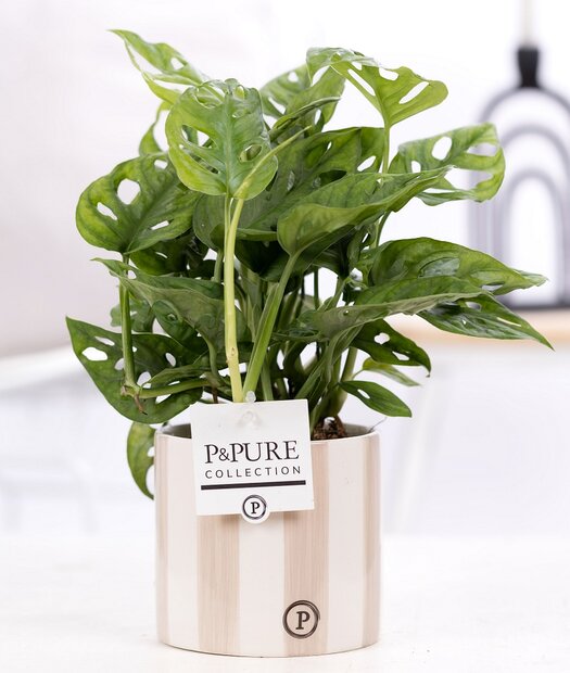 Plant cadeau Gatenplant incl.  grijze originele pot