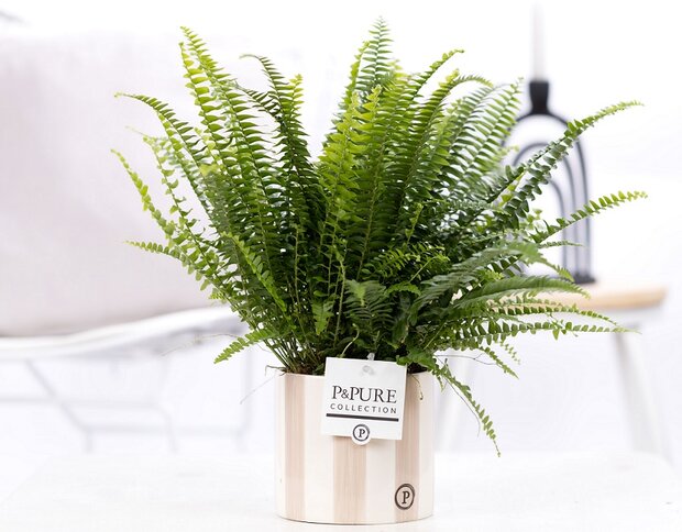 Plant cadeau Krulvaren incl.  grijze originele pot