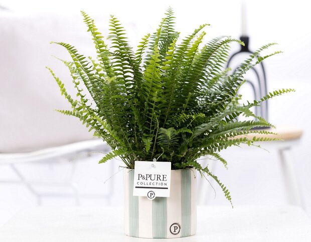 Plant cadeau Krulvaren incl. groene originele pot