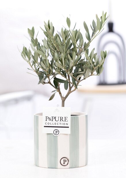Olijfboompje cadeau met groene originele pot