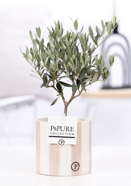 Olijfboompje cadeau met  grijze originele pot