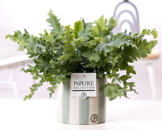 Plant cadeau Blauwvaren incl.  groene originele pot