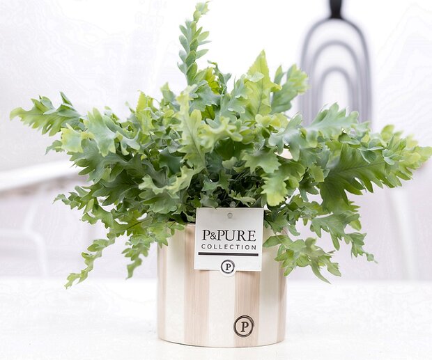 Plant cadeau Blauwvaren incl. grijze originele pot