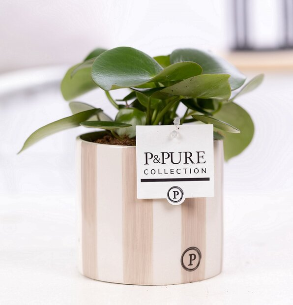 Plant cadeau Pannenkoekplant incl.  grijze originele pot