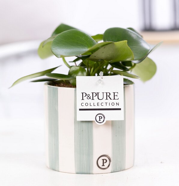 Plant cadeau Pannenkoekplant incl. groene originele pot