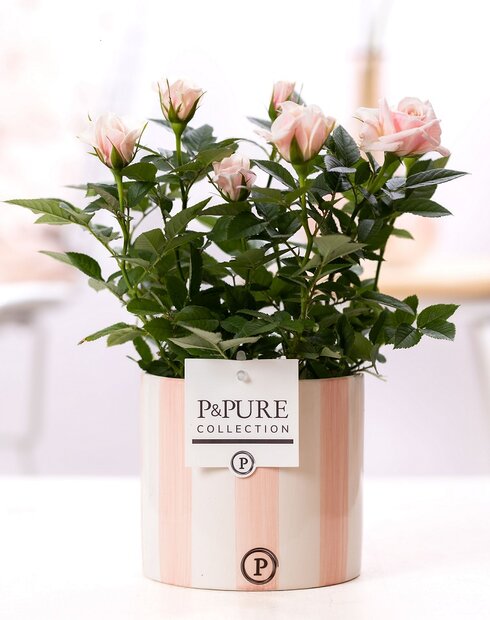 Plant cadeau Roze Roos incl.  roze originele pot