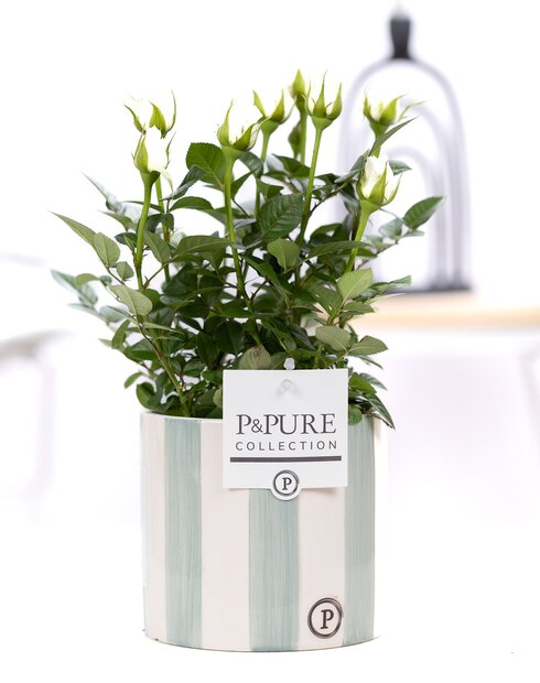 Plant cadeau Witte Roos incl.  groene originele pot