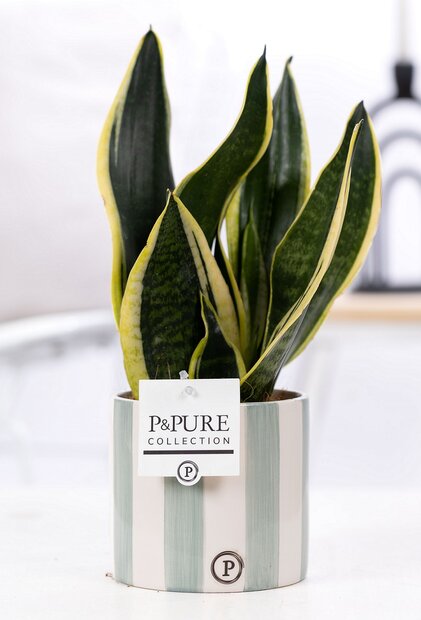 Plant cadeau Sanseveiria incl.  groene originele pot