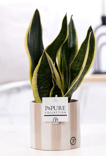 Plant cadeau Sanseveiria incl.  grijze originele pot