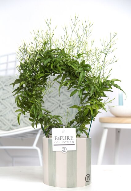 Plant cadeau Jasmijn incl.  groene originele pot