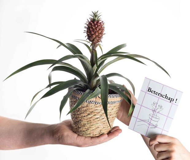 Beterschap cadeau ananasplant incl. naturelle mand en kaartje
