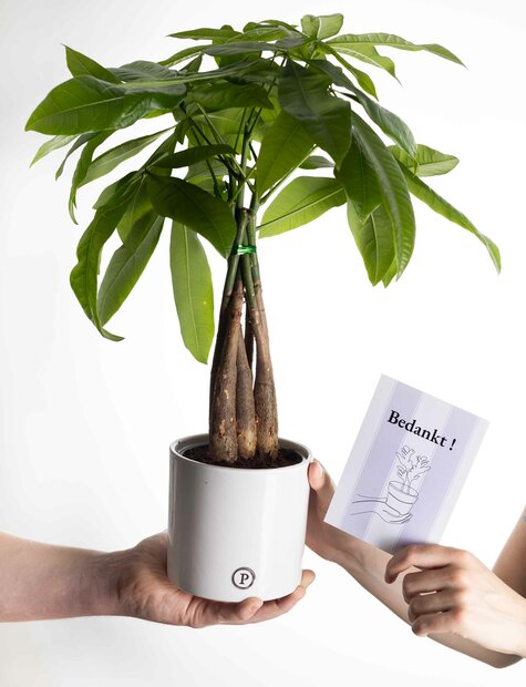 Bedankt cadeau geldboompje incl. witte glans pot en kaartje